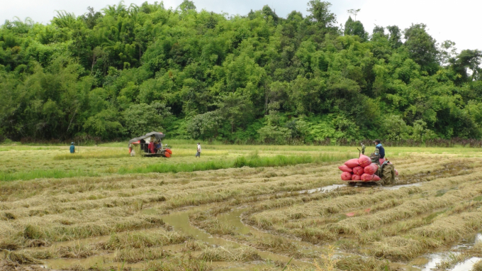 Farmers in Dang Ha commune, Bu Dang District, Binh Phuoc harvest rice. Photo: Tr.Trung.