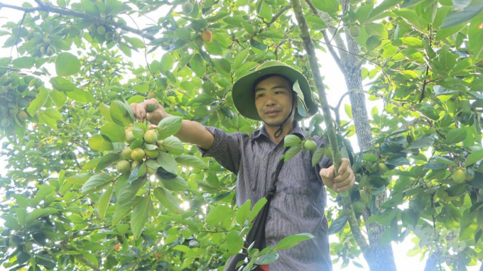 Hồng không hạt Bắc Kạn được người tiêu dùng yêu thích về chất lượng, nhưng số lượng hạn chế, không đủ đáp ứng nhu cầu thị trường. Ảnh: Nguyễn Toán.