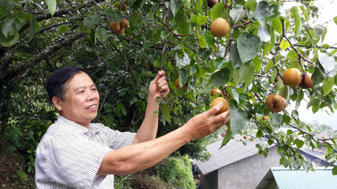 Quả lê Ngân Sơn được thị trường ưa chuộng, nhưng số lượng hạn chế. Ảnh: Đào Thanh.