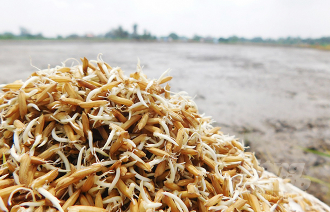 Một số địa phương ĐBSCL đề xuất được hỗ trợ một phần giá lúa giống nhằm đảm bảo duy trì diện tích lúa chất lượng. Ảnh: Lê Hoàng Vũ.