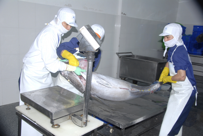 Sản phẩm cá ngừ đại dương tại Bình Định. Ảnh: V.Đ.T