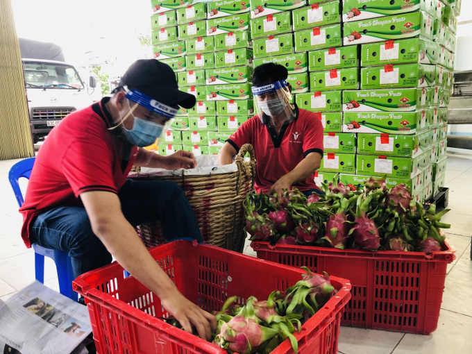 Cơ sở đóng gói thanh long xuất khẩu tại huyện Châu Thành. Ảnh: Tr.Trung.