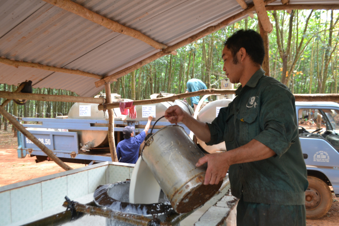 Công nhân khai thác cao su tại một đơn vị thành viên của VRG. Ảnh: Tr.Trung.