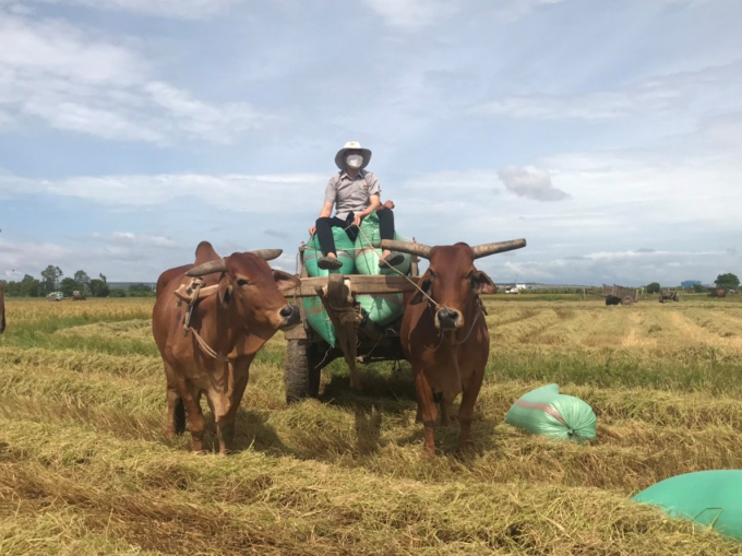 Lộc Trời cùng chung tay vào thắng lợi lớn vụ mùa và hè thu tại các tỉnh Đông Nam Bộ - Tây Nguyên. Ảnh: Lộc Trời.