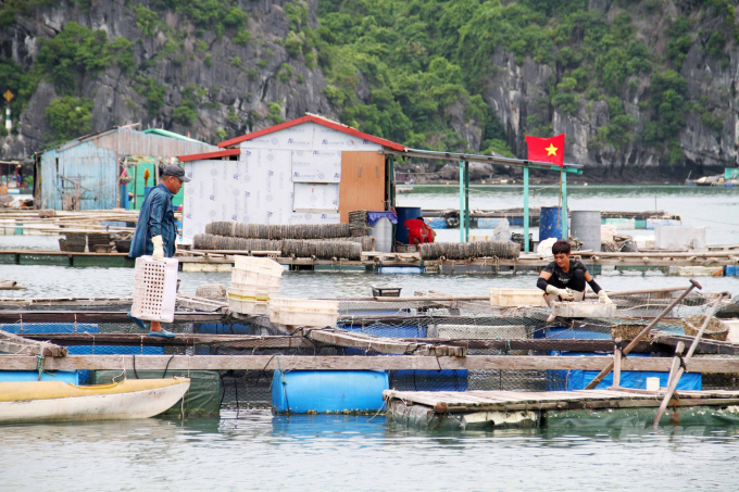 Many households have to spend nearly VND1 billion on fish feed per month. Photo: Dinh Muoi.