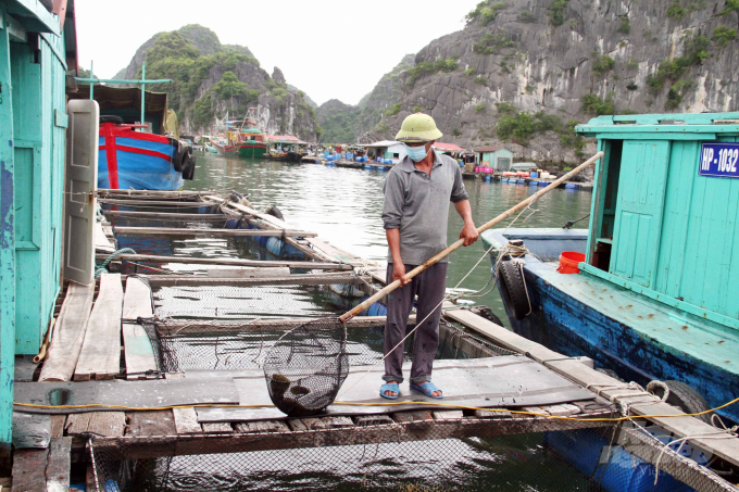 Thousands of tons of seafood in Cat Ba can’t be sold. Photo: Dinh Muoi.