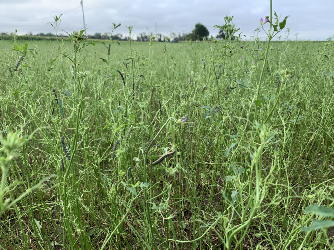 Một cánh đồng cỏ linh lăng (họ hòa thảo) ở Mỹ bị sâu keo ăn trụi sau 8 giờ đồng hồ. Ảnh: Getty