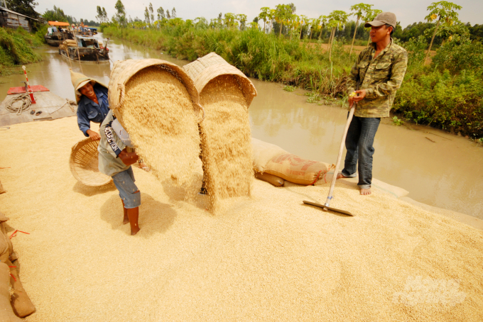 Rải vụ là giải pháp mang lại nhiều lợi ích như đảm bảo nguồn cung lúa gạo xuất khẩu liên tục, giảm giá thành, tăng giá bán... Ảnh: Lê Hoàng Vũ.