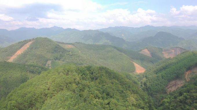 Tổng diện tích rừng tham gia dự án quản lý rừng bền vững và cấp chứng chỉ rừng FSClên đến 921 ha. Ảnh: Toán Nguyễn.