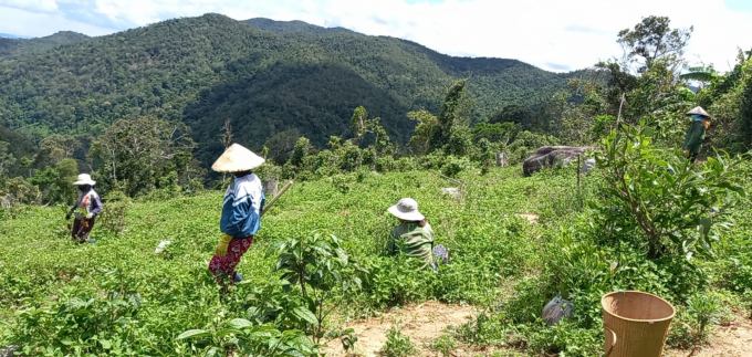 Người dân xã Song An (TX An Khê, Gia Lai) lấn chiếm đất rừng do BQLRPH huyện Tây Sơn quản lý để canh tác. Ảnh: BQLRPH.