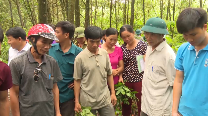 Three communes of Cao Ky, Nong Ha and Hoa Muc (Cho Moi District) have implemented the pilot model of Sustainable Forest Management and Forest Certification (FSC) with the participation of 322 households and individuals. Photo: Dong Thuong.