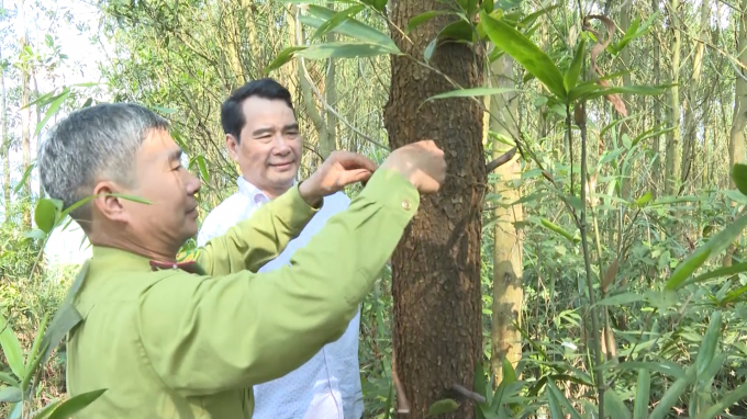 Growers take care of the forest trees following the FSC forest standard process. Photo: Ngoc Tu.