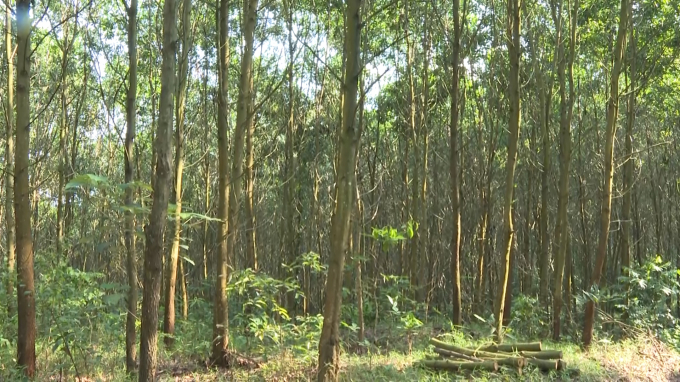 Hơn 921 ha rừng FSC ở Bắc Kạn đã đến tuổi thu hoạch, nhưng doanh nghiệp bao tiêu sản phẩm là Công ty Cổ phần WOODSLAND Việt Nam đã không thu mua. Ảnh: Toán Nguyễn.