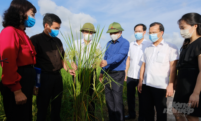 Thứ trưởng Nguyễn Hoàng Hiệp (giữa) đi thực tế các mô hình sử dụng phân bón nano silic tại Ninh Bình. Ảnh: Bảo Thắng.