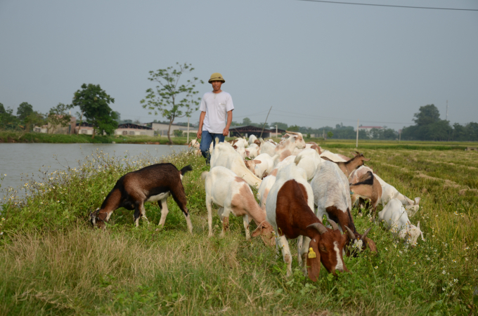 Phát triển chăn nuôi dê ở ngoại thành Hà Nội. Ảnh: NNVN.