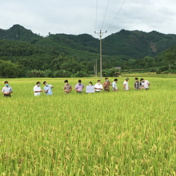 Mô hình áp dụng IPM trên cây lúa tại xã Minh Hương (huyện Hàm Yên). Ảnh: Đào Thanh.