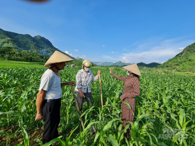 Farmers in Tan Long Commune, Yen Son District talk about the application of IPM in corn farming. Photo: Dao Thanh.
