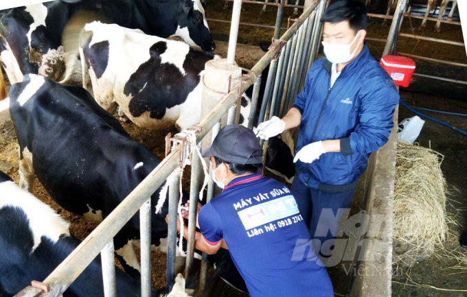 Công tác phòng dịch bệnh VDNC trên đàn bò sữa ở Lâm Đồng được tập trung cao độ. Ảnh: MH.