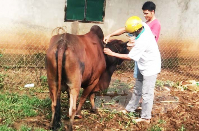 Lâm Đồng đã mua 80.000 liều vacxin phòng bệnh VDNC để tiêm cho đàn trâu, bò trên toàn tỉnh. Ảnh: MH.