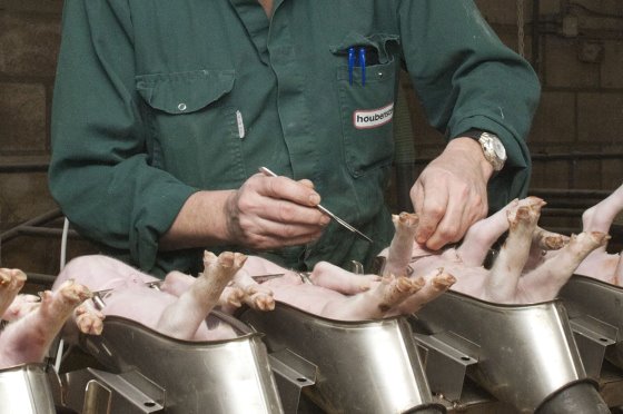 Nhiều nhà chăn nuôi lợn ở Pháp vẫn đang cân nhắc việc chấm dứt hành vi thiến lợn trước khi luật mới có hiệu lực. Ảnh: Pig Progress