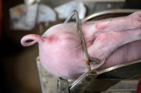 Các nhà bảo vệ phúc lợi động vật cho rằng, hành vi thiến lợn không qua gây mê làm đau đớn con vật sẽ phải bị cấm. Ảnh: DW