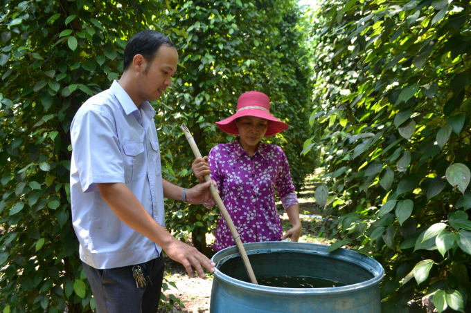 Cán bộ khuyến nông địa phương ở Bình Phước hướng dẫn người dân canh tác hồ tiêu theo hướng hữu cơ. Ảnh: Trần Trung.