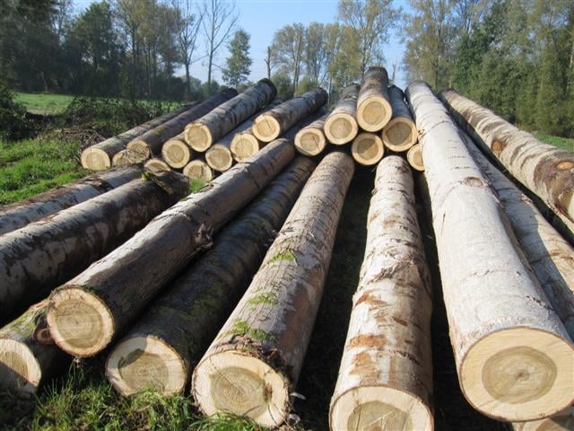 Mỗi năm ngành gỗ nhập khẩu 5,5 - 6 triệu m3 gỗ nguyên liệu. Ảnh: TL.