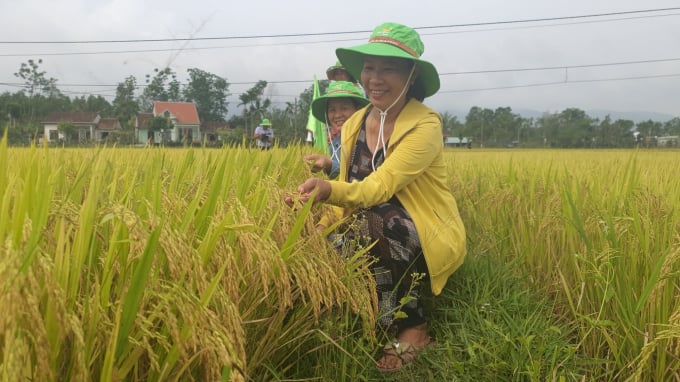 Người dân khu vực miền Trung - Tây Nguyên đánh giá cao các giống lúa của ThaiBinh Seed. Ảnh: L.K.