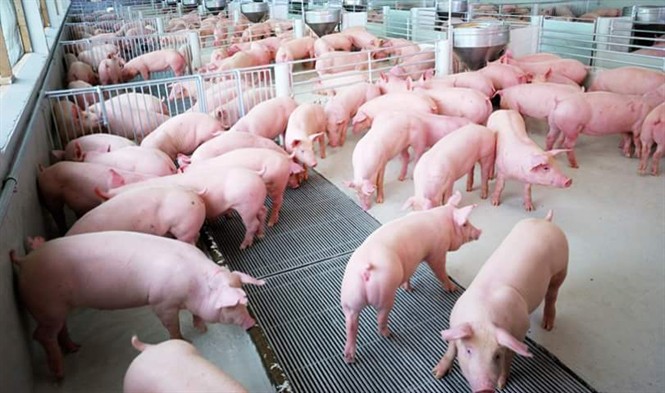 Currently, Vietnam has put into production the world's top quality pig breeds. Photo: TL.