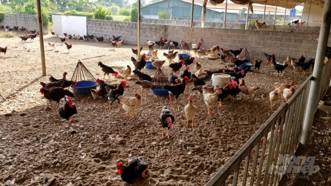 Sân chơi của gà trong trại chị Hảo. Ảnh: Dương Đình Tường.