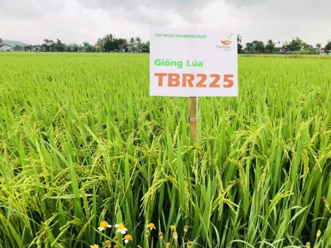 Farmers in central region and Central Highlands region are interested in rice varieties made by ThaiBinh Seed. Photo: L.K.