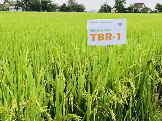 Nhờ năng suất, chất lượng và thích ứng tốt, giống TBR1 đã gắn bó với các HTX, nông dân miền Trung hơn 10 năm qua. Ảnh: L.K.