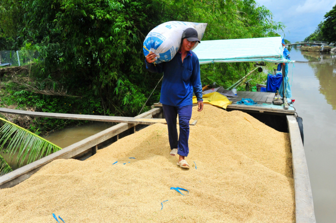Theo các doanh nghiệp thu mua lúa, tài chính của họ đang hết sức khó khăn, nên chỉ có thể ưu tiên thu mua lúa đối với các vùng có hợp đồng liên kết từ đầu vụ. Ảnh: LHV.