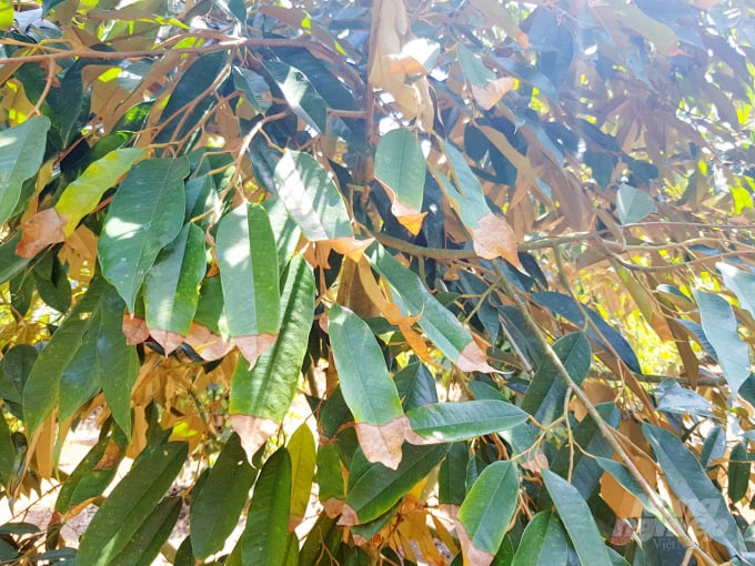Hiện tượng cháy lá sầu riêng thường thấy nhất là ở những lá già sầu riêng xuất hiện khô phần đuôi lá, đến khi cây mang trái thì lá bị cháy khô hơn một nửa lá. Ảnh: Ngọc Trinh.