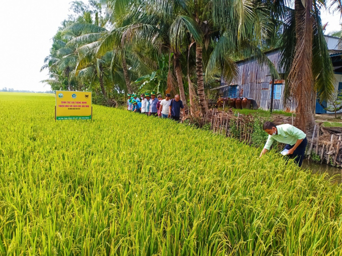 Hiệu quả từ mô hình canh tác lúa thông minh làm thay đổi đời sống người dân vùng đất trồng lúa bị xâm nhập mặn.