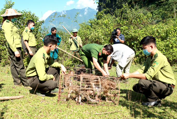 Lực lượng chức năng tỉnh Hà Giang thả 5 cá thể khỉ về rừng tự nhiên. Ảnh: Tư Liệu.