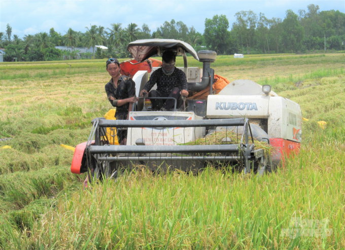Một số diện tích sản xuất lúa thu đông sớm ở ĐBSCL đã cho thu hoạch, giá thành sản xuất cao, trong khi giá bán lại đang thấp, khiến nông dân không có lãi. Ảnh: Trọng Linh.
