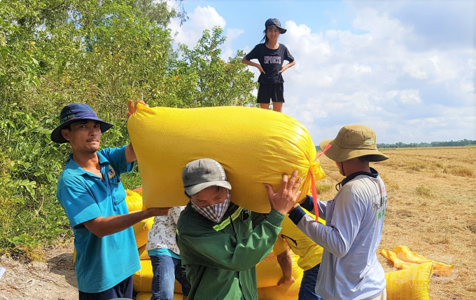 Mekong Delta farmers harvest autumn-winter rice 2021 in a bad mood when investment costs are so high that they 'swallow' up their profits. Photo: Trong Linh.