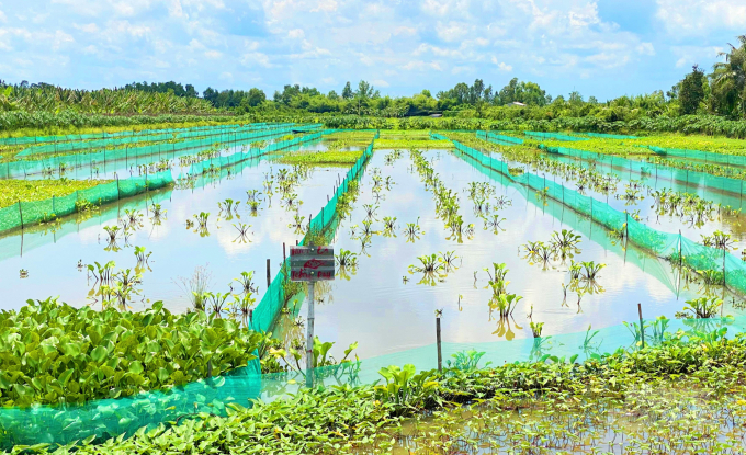Due to the high cost of raw materials, many farmers chose to raise aquatic products in the floating season in the field instead of the risky 2021 autumn-winter rice crop. Photo: Hoang Vu.