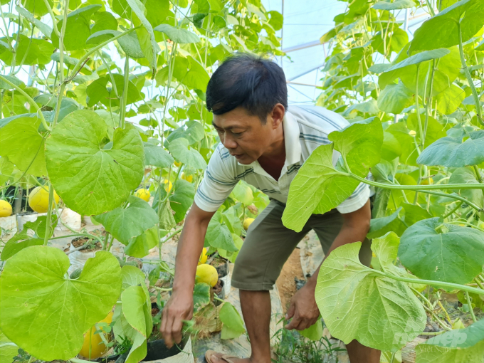 Ngoài trồng rừng giỏi, ông Oánh còn say mê tính toán chuyện trồng dưa lưới, mỗi năm thu lãi 700 triệu đồng. Ảnh: Đào Thanh.