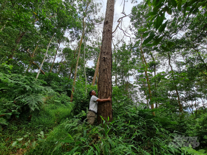 Trong khu rừng vẫn còn nhiều cây thông to được trồng từ năm 1971. Ảnh: Đào Thanh.
