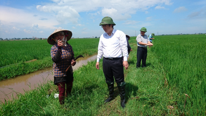Ông Hoàng Trung, Cục trưởng Cục BVTV kiểm tra tình hình sinh vật gây hại lúa đông xuân 2020 tại Thái Bình. Ảnh: Cục BVTV.