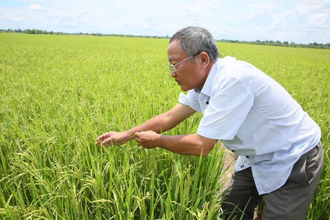 Ông Nguyễn Văn Nhẫn, Giám đốc HTX Dịch vụ nông nghiệp Tăng Hòa bên ruộng lúa sạch. Ảnh: Phúc Lập.