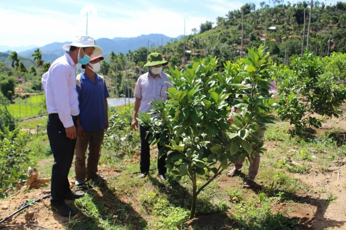 Cây bưởi da xanh trồng theo tiêu chuẩn VietGAP đang sinh trưởng, phát triển tốt, triển vọng mang lại hiệu quả kinh tế cao cho người dân huyện miền núi Sơn Tây. Ảnh: N.Đ.