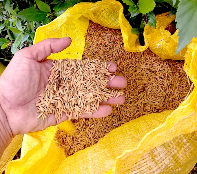 Giống lúa Nàng hương 9 trồng theo quy trình sạch ở HTX Tăng Hoà cho chất lượng cao hơn quy trình canh tác cũ. Ảnh: Phúc Lập.