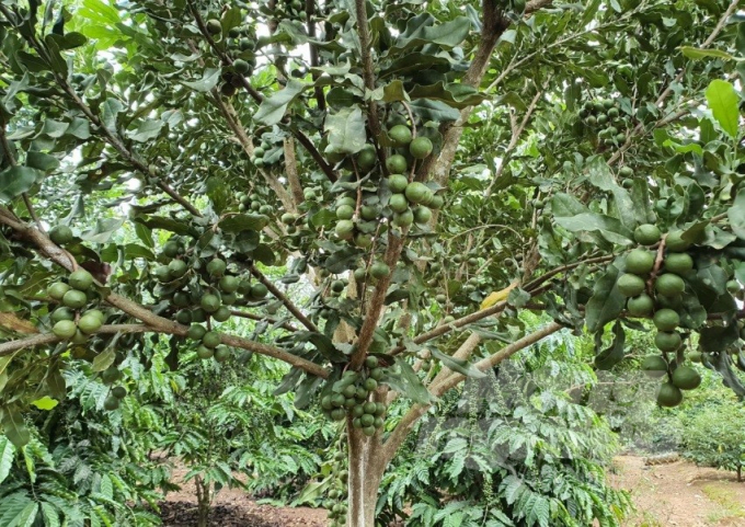 Dòng mắc ca QN1 sau trồng 4 năm cho trái nhiều ở Lâm Đồng. Ảnh: TL.