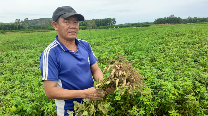 Lạc là cây trồng chủ lực của nông dân trong khu vực Duyên hải Nam Trung bộ, chỉ đứng sau cây lúa. Ảnh: T.P.