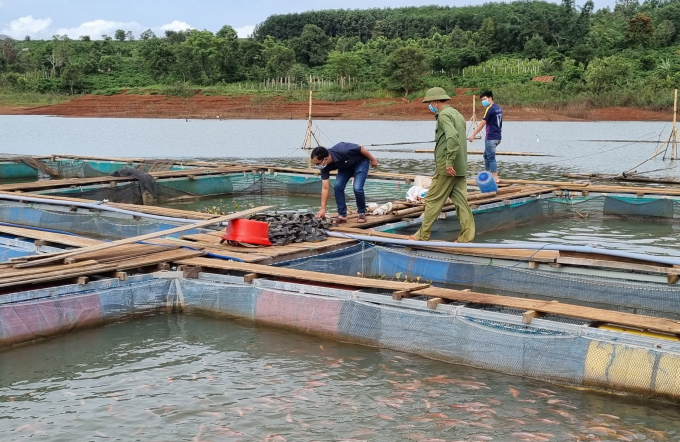 Nuôi cá lồng bè ở các lòng hồ ở Gia Lai phát triển rất tốt. Ảnh: Tuấn Anh. 