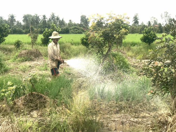 Những năm gần đây, nông dân Vĩnh Long mạnh dạn đầu tư chuyển đổi sang làm kinh tế vườn nâng cao giá trị trên cùng diện tích đất canh tác. Ảnh: Minh Đảm.