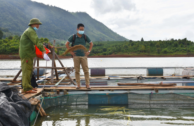 Ông Trịnh Khắc Dương, Giám đốc HTX Đăk Krong đang chăm sóc đàn cá. Ảnh: Tuấn Anh.